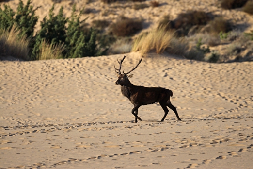 Piscinas, the dunes of the deer - Photo by D. Ruiu