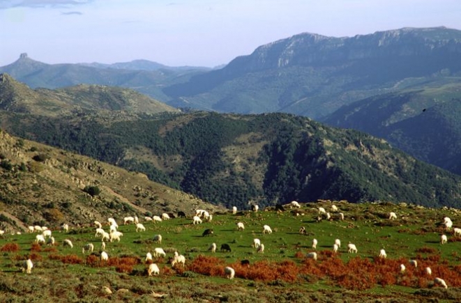 Foto di D. Ruiu - www.sardegnadigitalibray.it