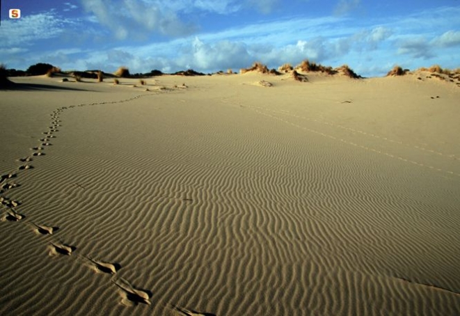 Tracce di cervo sardo sulle dune di Piscinas - Foto di D. Ruiu