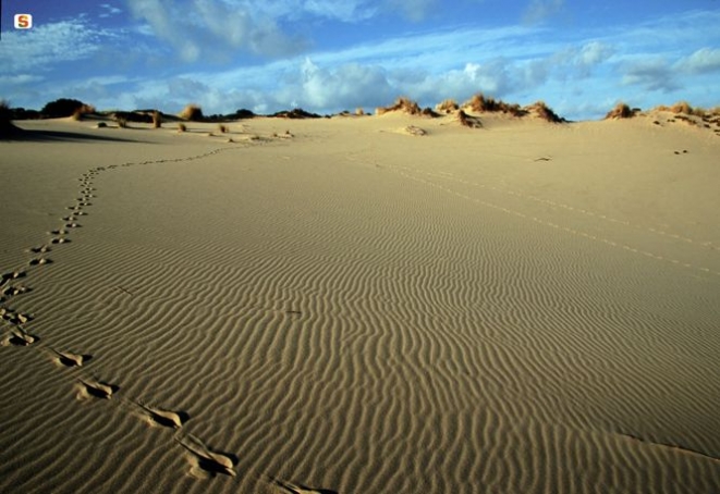 Sardinian deer footprints on Piscinas dunes - Photo by D. Ruiu- http://www.sardegnadigitallibrary.it/