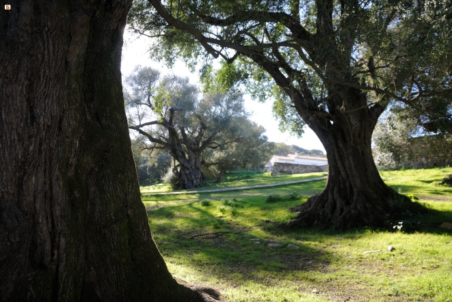 Foto www.sardegnadigitallibrary.it